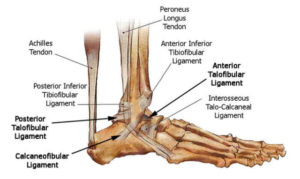 ankle anatomy 300x179 Rehab after an Ankle Sprain